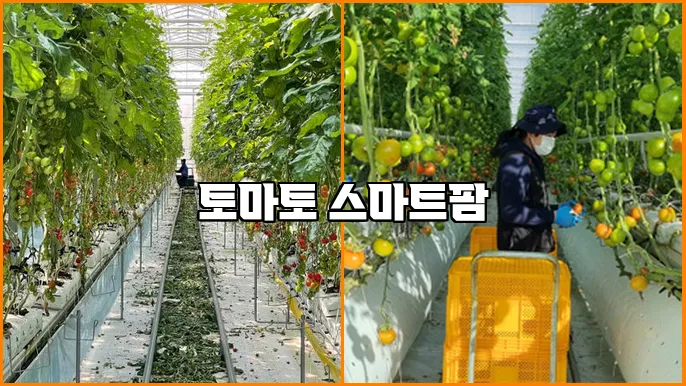 토마토 스마트팜
